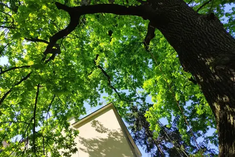 Laubkrone von unten
