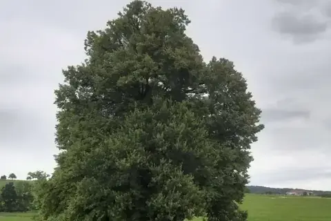 Oberhamberger Linde als Solitärbaum in der Wiese