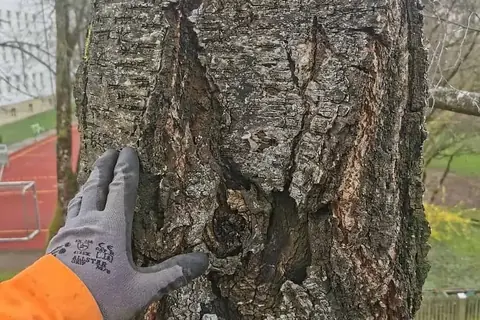 Kontrolle einer Stammverletzung mit Handschuh