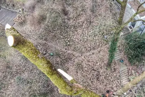 Abgeschnittener Totast aus der Kletterperspektive