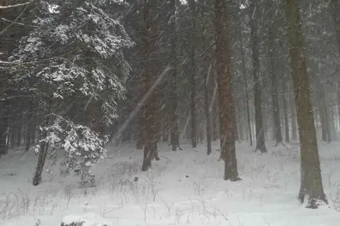 Verschneiter Wald