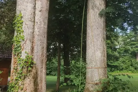 Große Baumstämme am Attersee