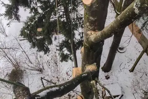 Abtragung einer Buche aus Sicht des Kletterers