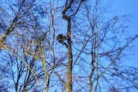 Nächtlicher Aufstieg zur Katzenrettung in einem hohen Baum