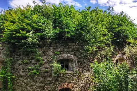 Stark überwachsene Mauer vor dem Rückschnitt