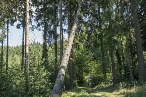 Gefällte Fichte fällt kontrolliert in eine Waldschneise