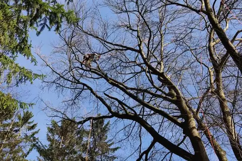 Krone einer alten Buche von unten