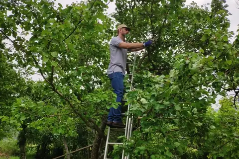 Obstbaumschnitt von der Leiter in einem Apfelbaum