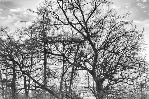 Alter Baum mit weit ausladender Krone in Schwarzweiß