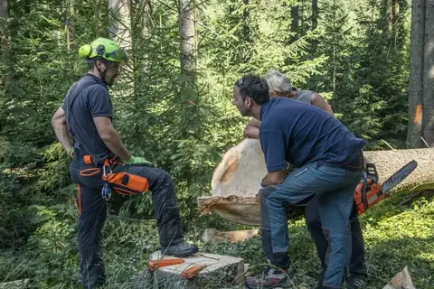 Waldarbeit: Team beim Zerlegen eines Stammes