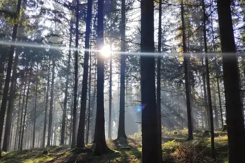 Fichtenwald im Gegenlicht