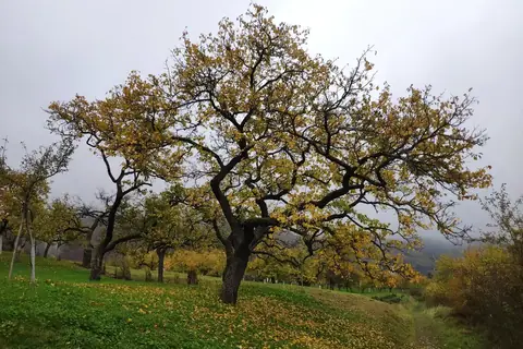 Alter Streuobstbaum im Herbstlaub