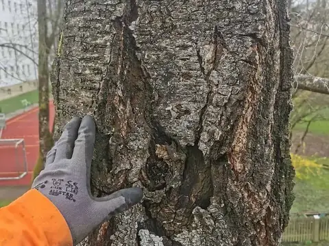 Kontrolle einer Stammverletzung mit Handschuh