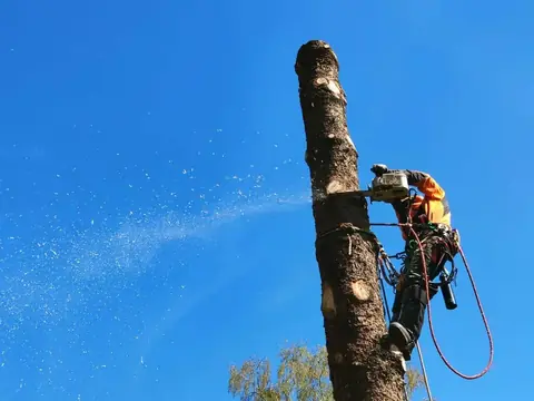 Kletterer trägt einen Stamm mit der Motorsäge stückweise ab