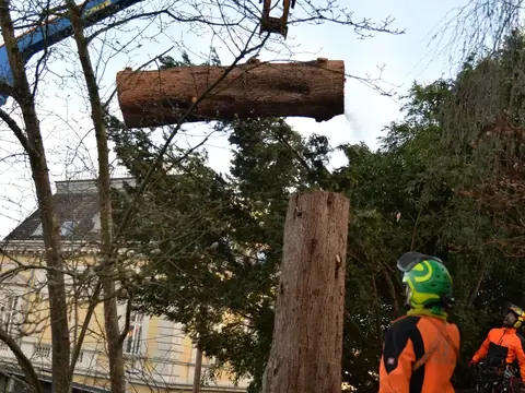 Kran hebt ein abgesägtes Stammstück über den Garten