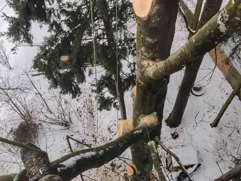 Abtragung einer Buche aus Sicht des Kletterers