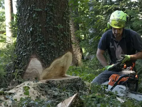 Fällschnitt mit Fallkerb an einem großen Nadelbaum im Wald