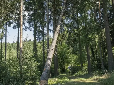 Gefällte Fichte fällt kontrolliert in eine Waldschneise