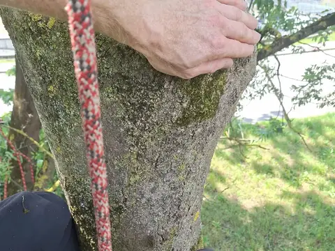 Kontrolle am Stamm einer Esche aus der Seilposition