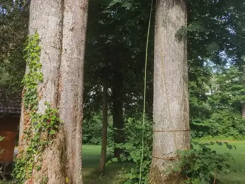 Große Baumstämme am Attersee