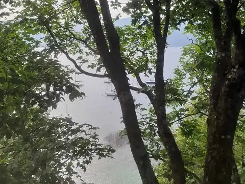 Bäume im Morgennebel am Attersee