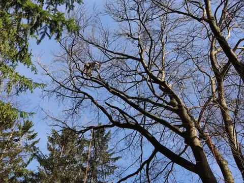 Krone einer alten Buche von unten