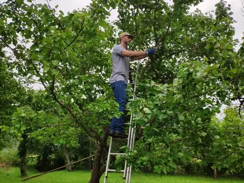 Obstbaumschnitt von der Leiter in einem Apfelbaum
