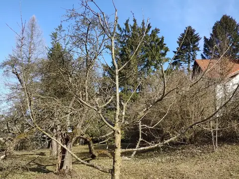 Frisch geschnittener Obstbaum mit lichter Krone