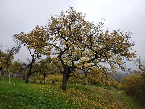 Alter Streuobstbaum im Herbstlaub