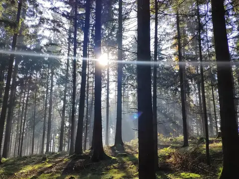 Fichtenwald im Gegenlicht