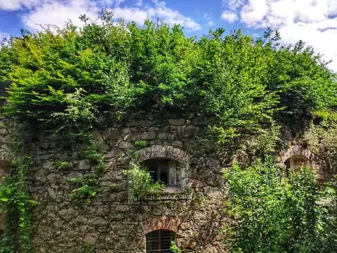 Stark überwachsene Mauer vor dem Rückschnitt