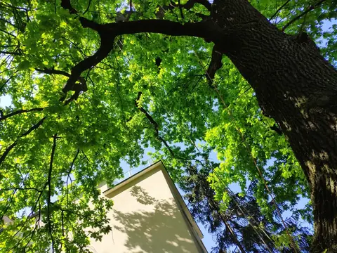 Laubkrone von unten