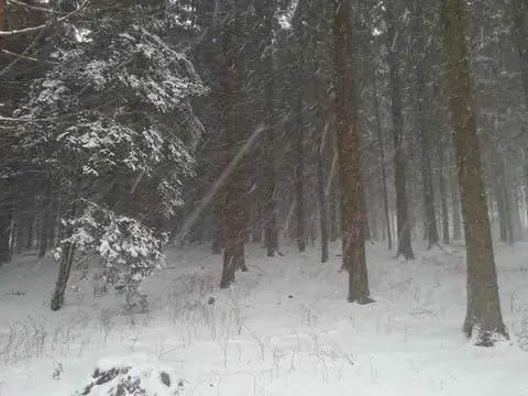 Verschneiter Wald