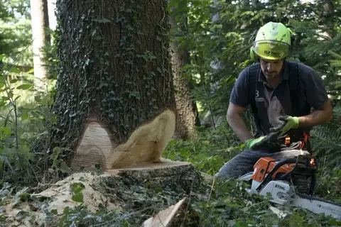 Fällschnitt mit Fallkerb an einem großen Nadelbaum im Wald
