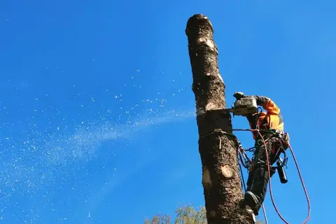 Kletterer trägt einen Stamm mit der Motorsäge stückweise ab
