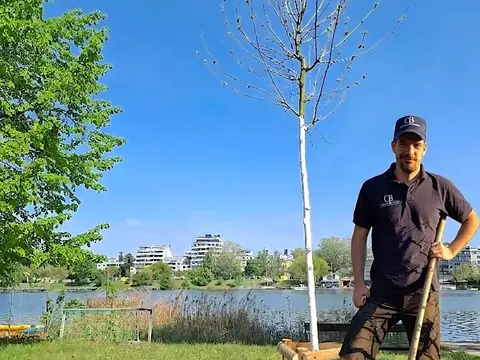 Frisch gepflanzter Jungbaum mit Dreibock und Bewässerungssack