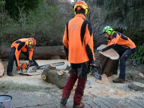 Drei Baumpfleger zerlegen Stammholz