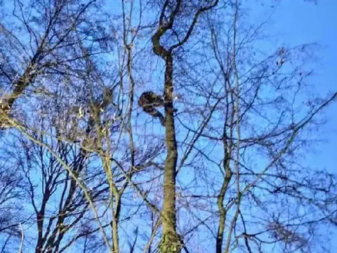 Nächtlicher Aufstieg zur Katzenrettung in einem hohen Baum