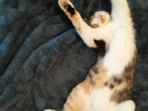 Gerettete Katze