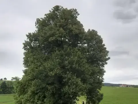 Oberhamberger Linde als Solitärbaum in der Wiese