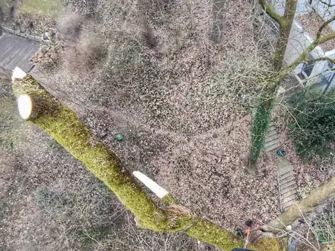 Abgeschnittener Totast aus der Kletterperspektive
