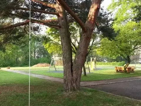 Markierter Baum auf einer Wiese