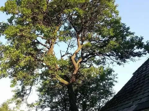 Mächtiger Nadelbaum neben einem Hausdach