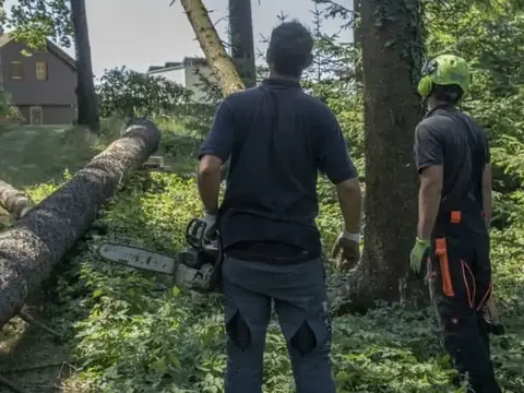 Baumpfleger mit Motorsäge im Fichtenwald