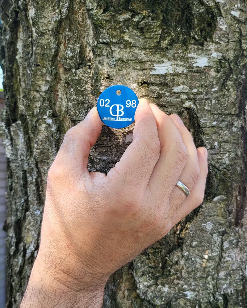 Nummerierte Baumplakette von Grassmann Baumpflege an einem Birkenstamm
